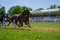 hippodrome vittel